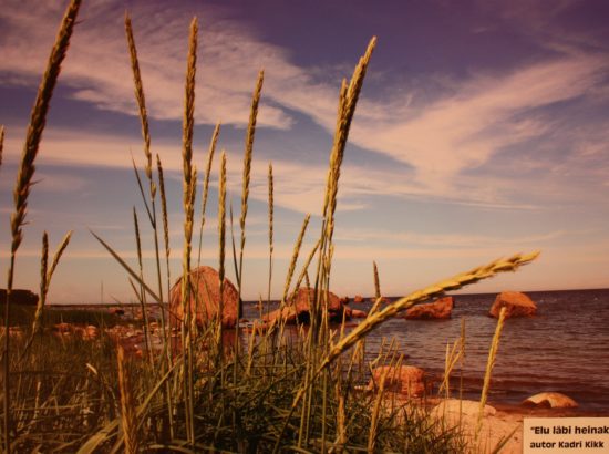 MTÜ Vaimupuu fotokonkursi "Loodusfoto 2012" võidutööde näitus